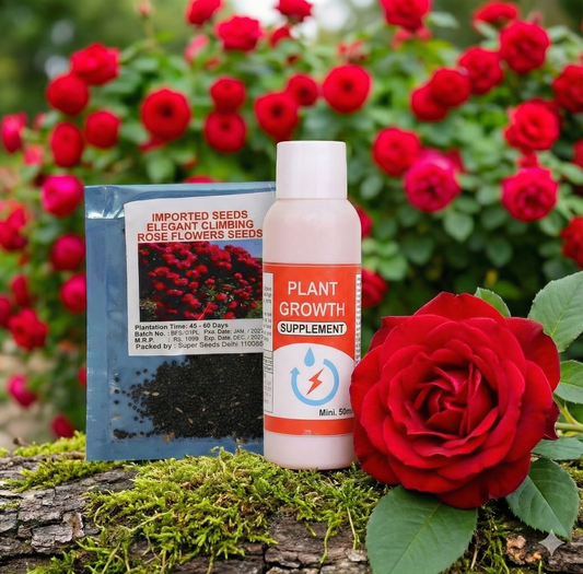 Elegant Climbing Rose Flower Seeds